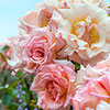 Harkness Climbing Rose Compassion �