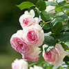 Climbing Rose Eden 88
