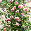 Climbing Rose Eden 88