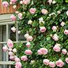 Climbing Rose Eden 88