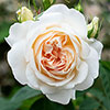 Rose of the Year 1998 Climbing Penny Lane �