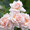 Rose of the Year 1998 Climbing Penny Lane �