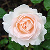 Rose of the Year 1998 Climbing Penny Lane �