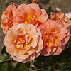 Rose of the Year 2017 Climbing Scent from Heaven