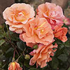 Rose of the Year 2017 Climbing Scent from Heaven