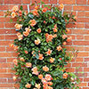 Rose of the Year 2017 Climbing Scent from Heaven