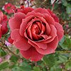 Rose of the Year 2006 Hot Chocolate