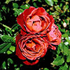 Rose of the Year 2006 Hot Chocolate