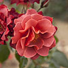 Rose of the Year 2006 Hot Chocolate