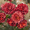 Rose of the Year 2006 Hot Chocolate