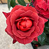 Rose of the Year 2006 Hot Chocolate