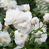 Rose Iceberg Rose Iceberg