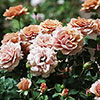 Rose Mokarosa Rose Mokarosa