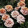 Rose Mokarosa Rose Mokarosa