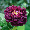 Rose Tuscany Superb Rose Tuscany Superb
