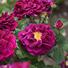 Rose Tuscany Superb Rose Tuscany Superb