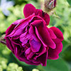 Rose Tuscany Superb Rose Tuscany Superb