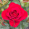 Harkness Rose Ruby Wedding 40th Anniversary ® Harkness Rose Ruby Wedding 40th Anniversary ®
