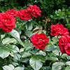 Harkness Rose Ruby Wedding 40th Anniversary ® Harkness Rose Ruby Wedding 40th Anniversary ®