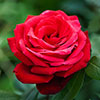 Harkness Rose Ruby Wedding 40th Anniversary ® Harkness Rose Ruby Wedding 40th Anniversary ®