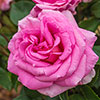 Harkness Rose Special Mum �