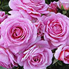Harkness Rose Special Mum �