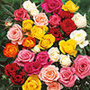 The Best Ever Hybrid Tea Rose Bush Trio