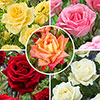 The Best Ever Hybrid Tea Rose Bush Trio