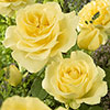 The Best Ever Hybrid Tea Rose Bush Trio