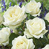 The Best Ever Hybrid Tea Rose Bush Trio