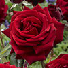 The Best Ever Hybrid Tea Rose Bush Trio