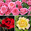 Garden Glamour Rose Trio