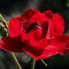 Garden Glamour Rose Trio Garden Glamour Rose Trio