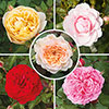 Classic Old English Shrub Rose Trio Classic Old English Shrub Rose Trio