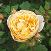 Classic Old English Shrub Rose Trio Classic Old English Shrub Rose Trio