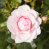 Classic Old English Shrub Rose Trio Classic Old English Shrub Rose Trio
