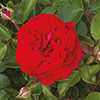 Classic Old English Shrub Rose Trio Classic Old English Shrub Rose Trio