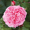 Classic Old English Shrub Rose Trio Classic Old English Shrub Rose Trio