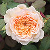 Classic Old English Shrub Rose Trio Classic Old English Shrub Rose Trio