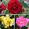 Climbing Rose Bare Root Collection
