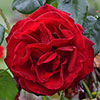 Climbing Rose Bare Root Collection