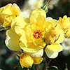 Climbing Rose Bare Root Collection