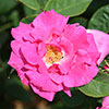 Climbing Rose Bare Root Collection