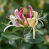 Honeysuckle Belgica Honeysuckle Belgica