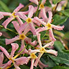 Star Jasmine Rose
