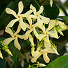 Trachelospermum jasminum Star of Toscana