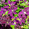 Clematis Warszawska Nike Clematis Warszawska Nike