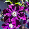 Clematis Warszawska Nike Clematis Warszawska Nike