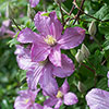 Clematis Comtesse De Bouchard Clematis Comtesse De Bouchard