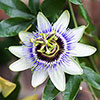 Blue Passion Flower